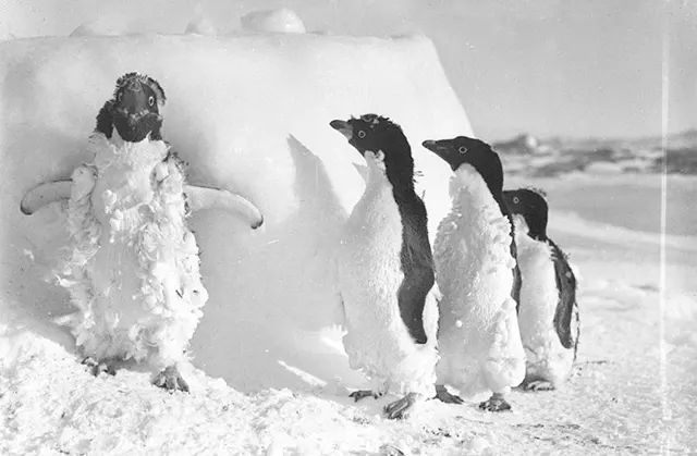 Early Expeditions to Antarctica Old Photos