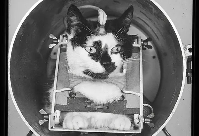 Astrocat Félicette in Photos