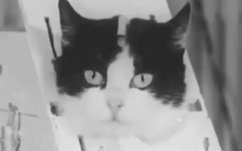 Astrocat Félicette in Photos