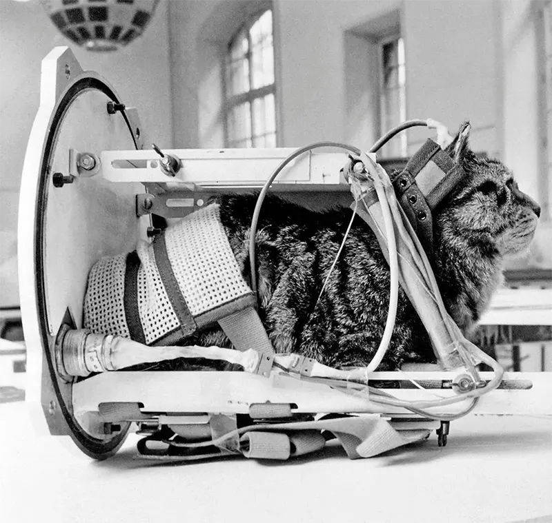 Astrocat Félicette in Photos