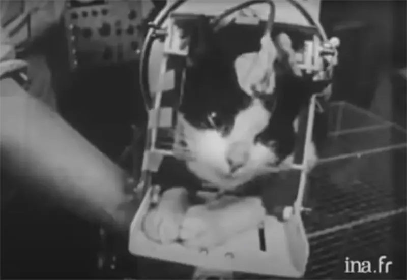 Astrocat Félicette in Photos
