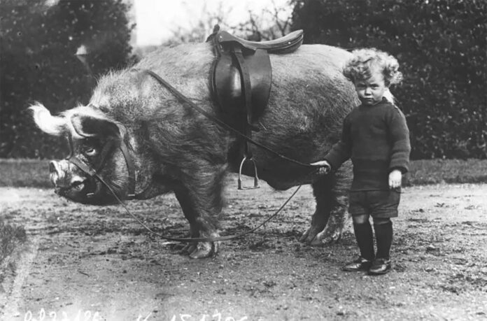 Adorable Moments: Vintage Photographs of Animals and People from Bygone