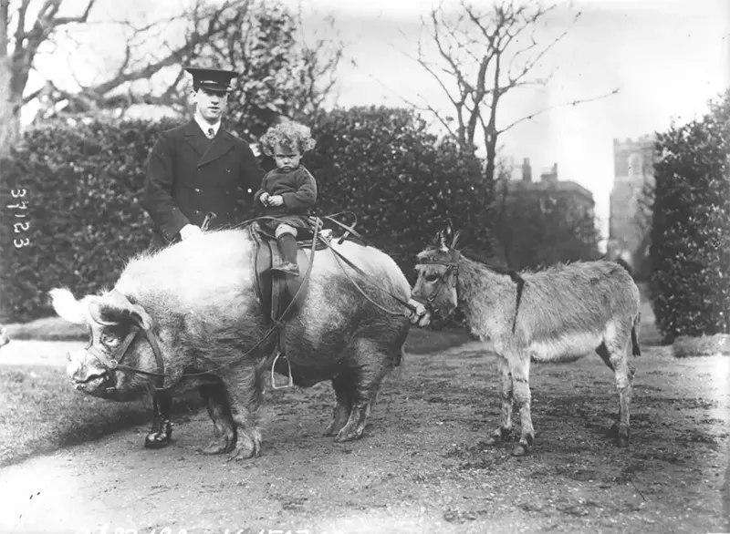 Old Photos of Animals and People from Bygone Times