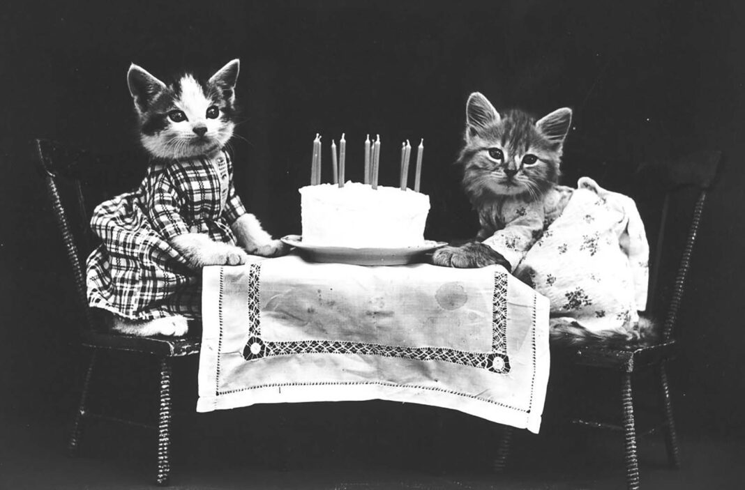 Adorable Vintage Photographs of Animals Dressed up as People from the 1910s