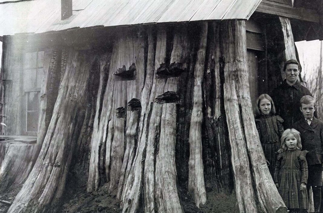 Amazing Vintage Photos of Houses Carved Inside Massive Tree Stumps, 1880s-1920s