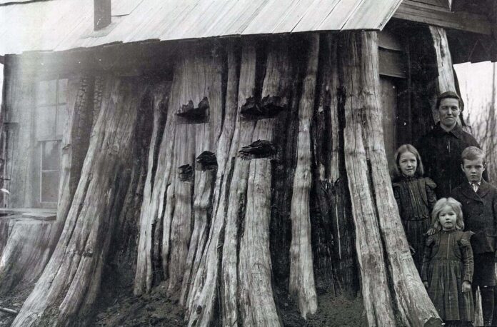 Amazing Vintage Photos of Houses Carved Inside Massive Tree Stumps, 1880s-1920s