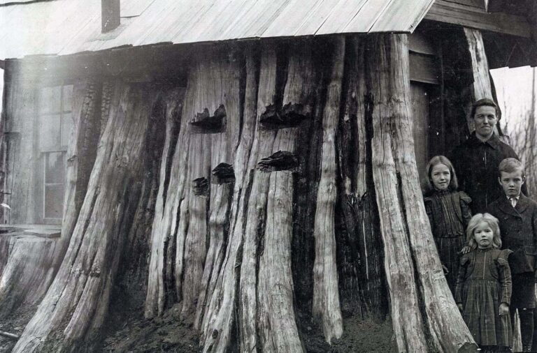 Amazing Vintage Photos of Houses Carved Inside Massive Tree Stumps, 1880s-1920s