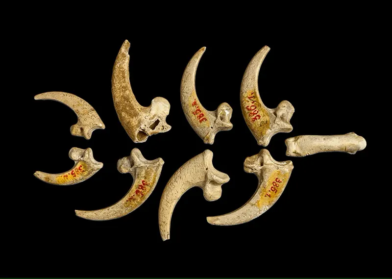 Oldest Jewelry (130,000 years old)