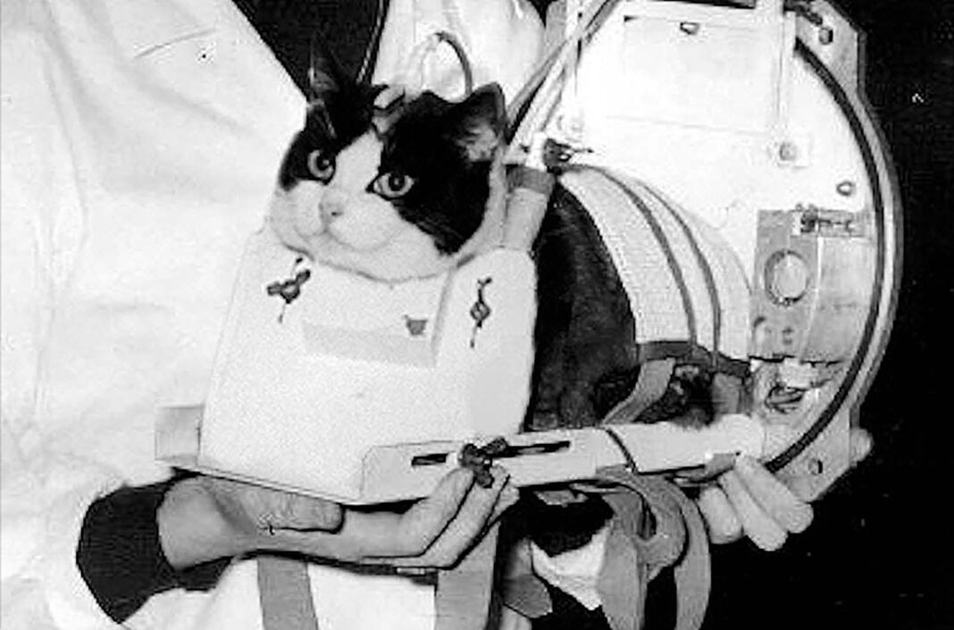 Astrocat Félicette in Photos: The Story of the First Cat