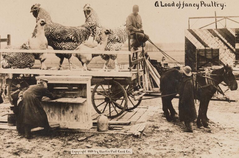 Exaggerating the Ordinary: Strange and Funny Vintage Tall Tale Postcards from the 1900s