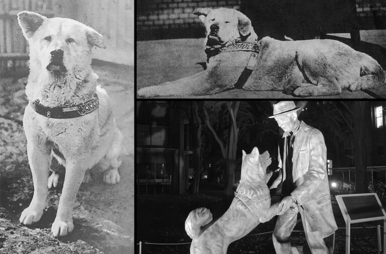 Hachiko: The True Story of a Loyal Dog Who Waited For His Deceased Owner for Ten Years