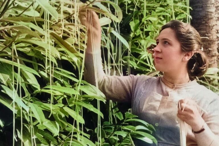 The Spaghetti Tree Hoax: Inside the 1957 BBC’s April Fools Joke That Caused A Nationwide Uproar