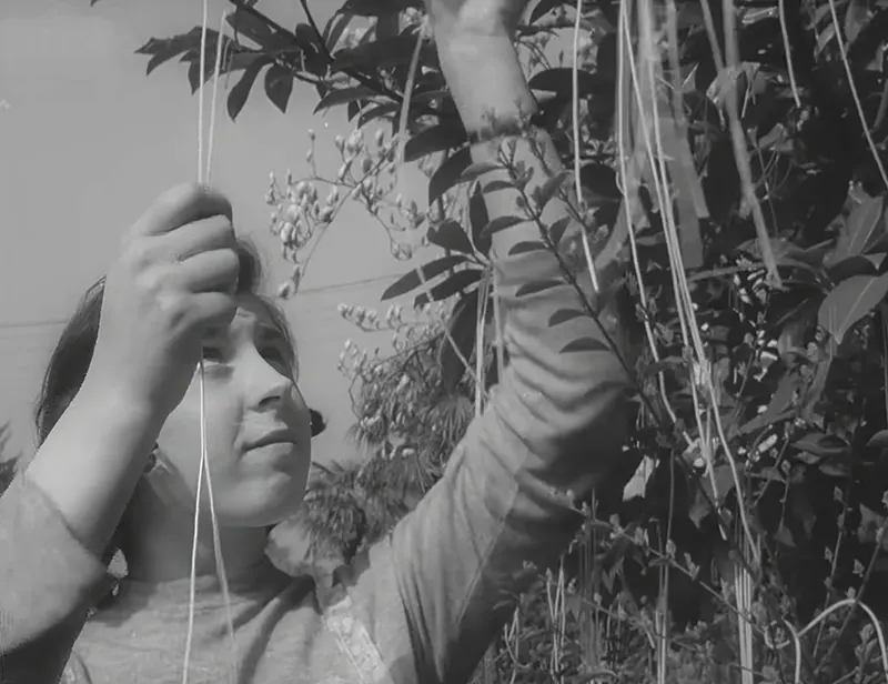 The Spaghetti Tree Hoax Photos