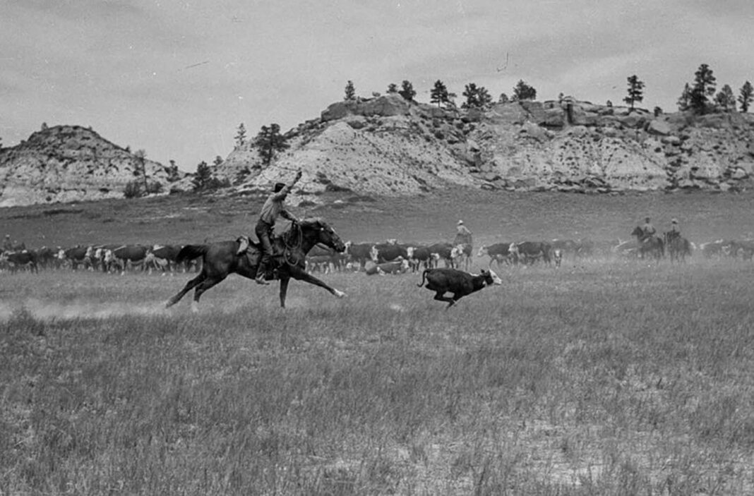 These photos show cowboys and dudes as they round up cattle on the Montana Range, 1939