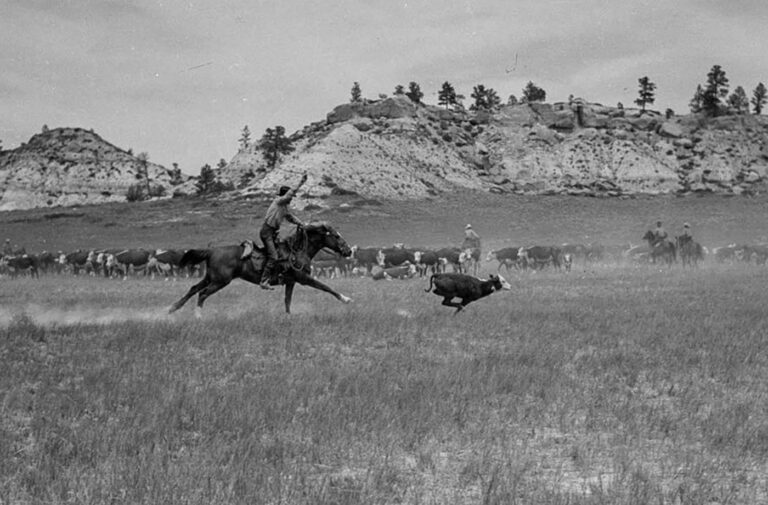 These photos show cowboys and dudes as they round up cattle on the Montana Range, 1939