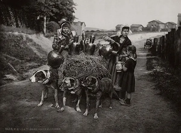 Vintage Photos from the Time When Milk Delivery Was Done by Dog-Drawn Carts