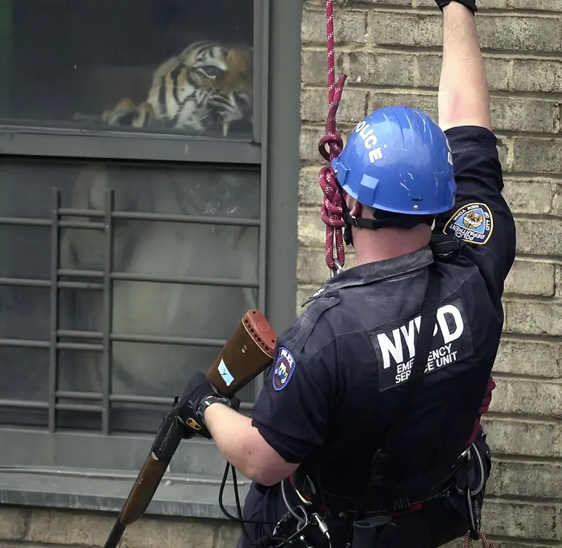 Ming The Tiger of Harlem Photos