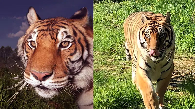 Ming The Tiger of Harlem Photos